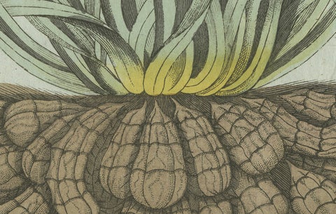 Original Antique Botanical Print of Tiger Nut by Bertuch, 1800, close-up 2