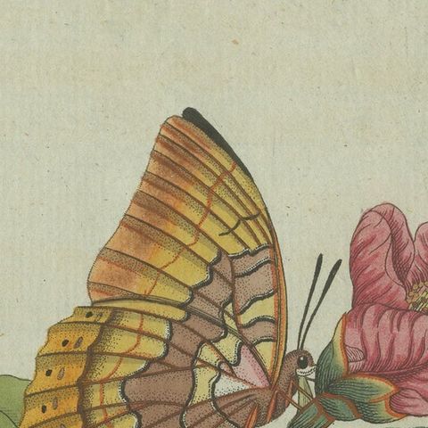 Original Antique Print of a Flower & Butterflies, Beautiful Hand Coloring, 1800, close-up 1