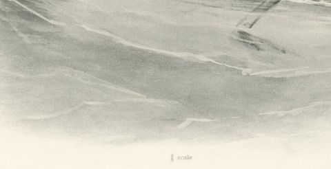 Red-Breasted Merganser, Antique Bird Print after Lilian Medland, circa 1909, close-up 1