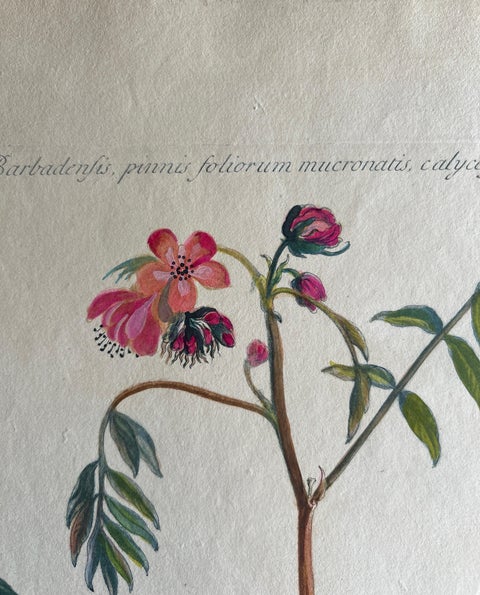 Set - Cassia Barbadensis & Marilandica, Botanical Prints by John Martyn c.1728, view 6