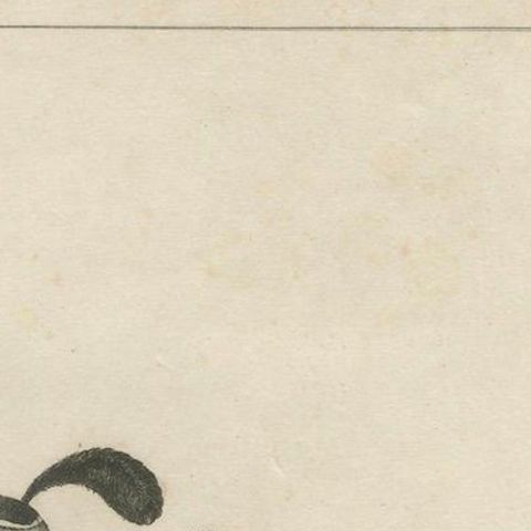 California Quail Pair, Partridge Couple of California, Antique Bird Print, 1798, close-up 6