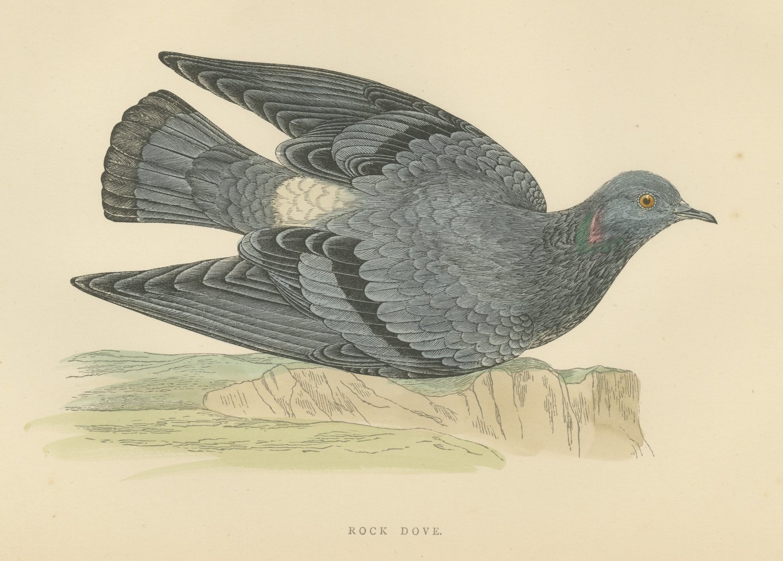 Rock Dove Crouching on a Rocky Ledge, Hand Colored Pigeon Print, Morris, 1896