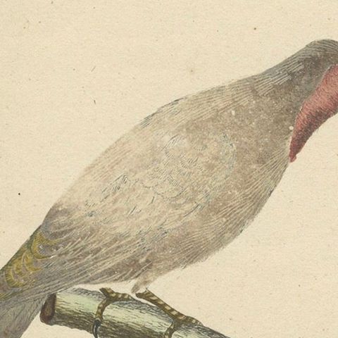 The Bald-Like Snapping Bird on a Hand-Colored Lithograph, circa 1820, close-up 5