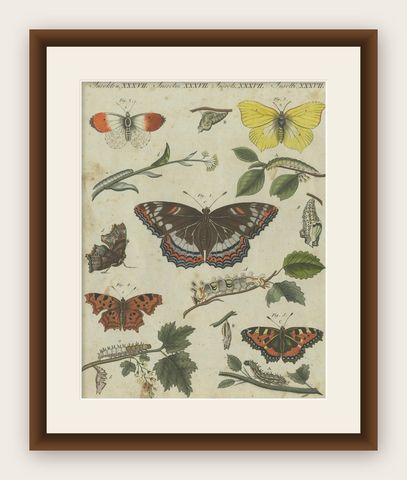 Exquisite Depiction of Butterflies and Caterpillars: A Hand-Colored Engraving, shown framed