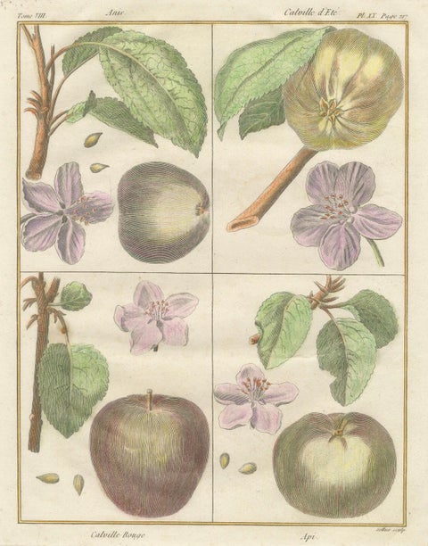 Vintage Botanical Fruit Prints of Apples, Pears and Peaches, Engravings of c1820, close-up 2