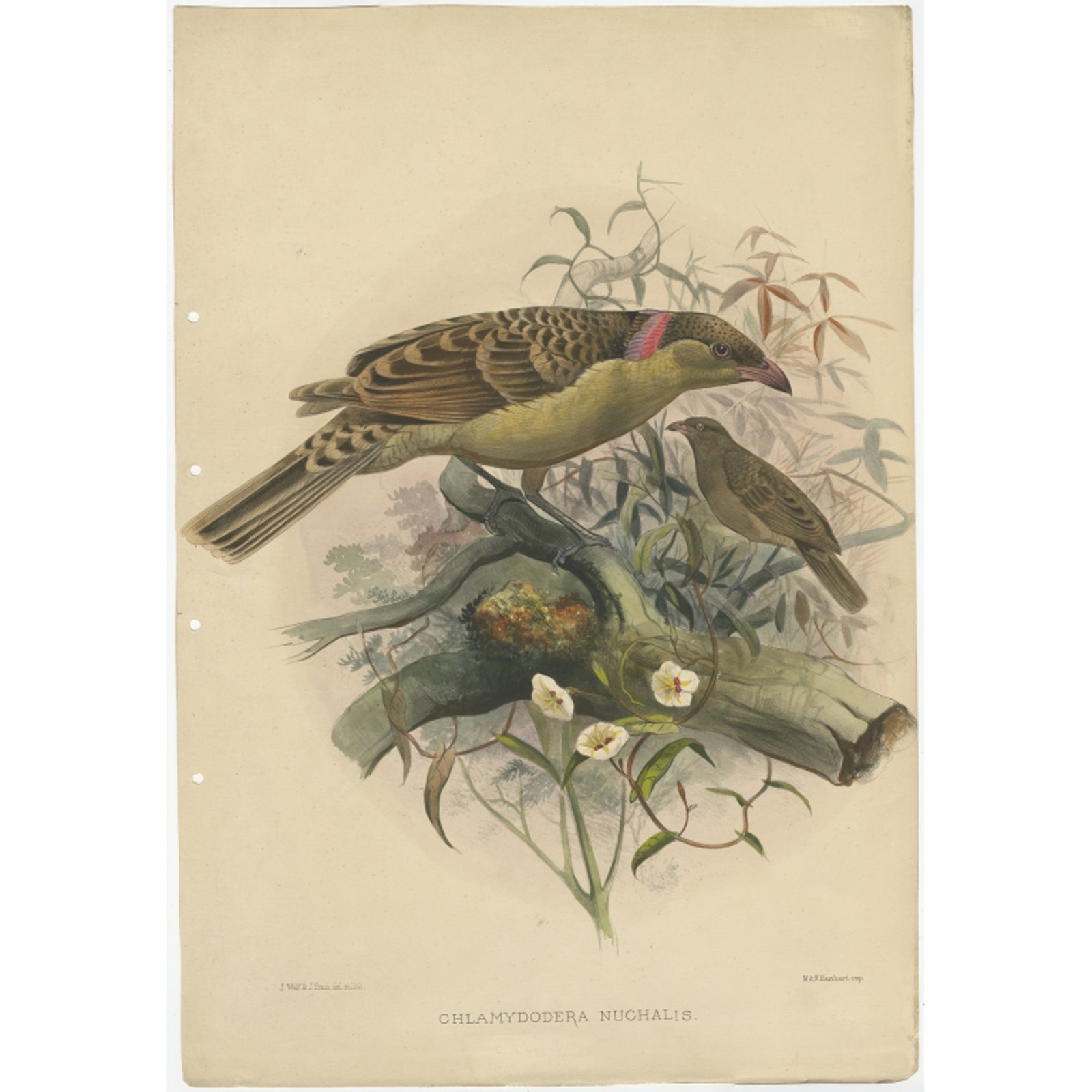 Antique Bird Print of the Great Grey Bowerbird by Elliot, c.1873