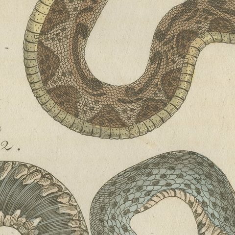 Two Snakes with Bold Head Markings, Antique Bertuch Print, Vienna, circa 1805, close-up 6