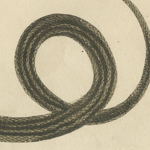 Three Slender Snakes, Antique Bertuch Print, Vienna, circa 1805, close-up 3