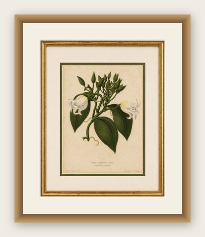 Antique Botanical Lithograph, Vanilla Guianensis, Suriname Orchid, 1856, shown framed