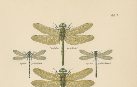 Set of Three Dragonfly & Damselfly Lithographs by Richard Tümpel, 1908, close-up 2