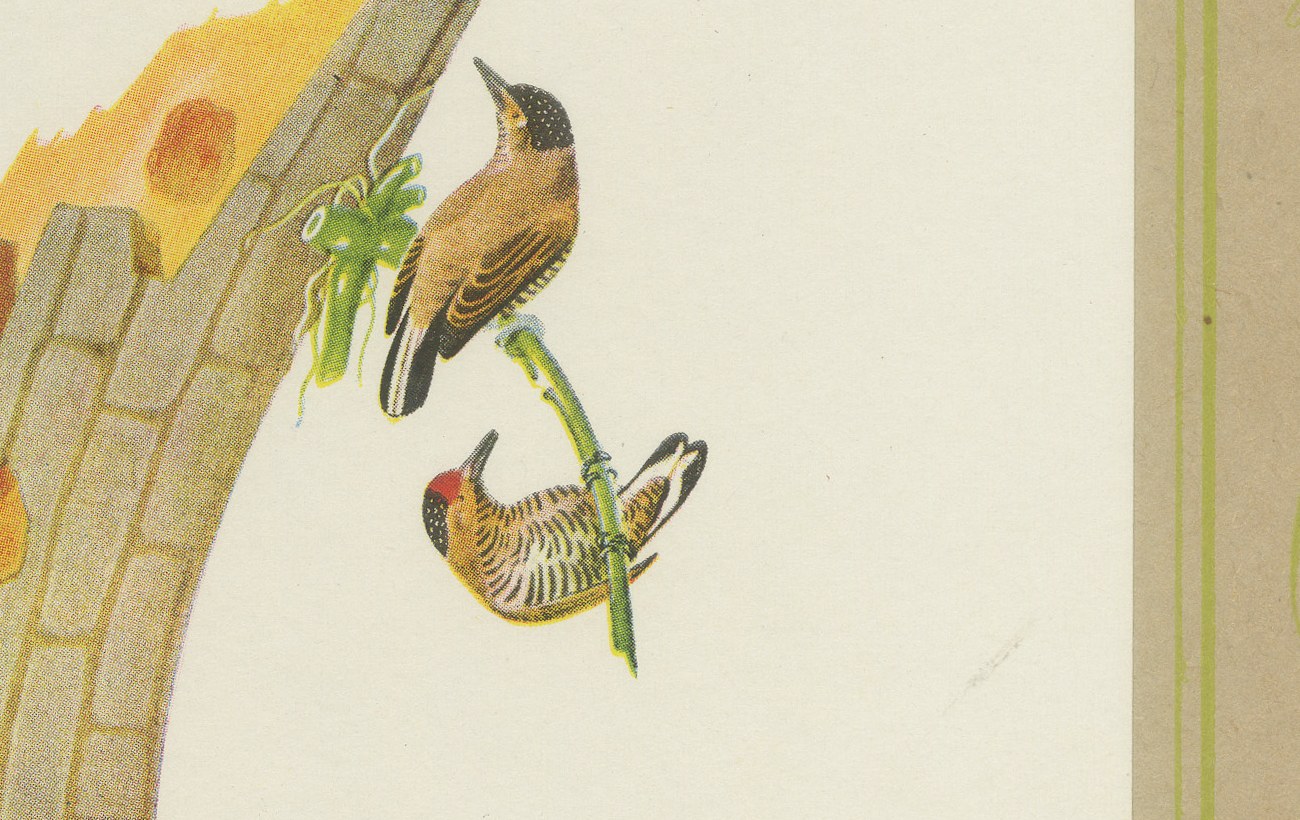 Woodpeckers at a Tree Stump, Brazilian Bird Print, Descourtilz, 1944, view 5