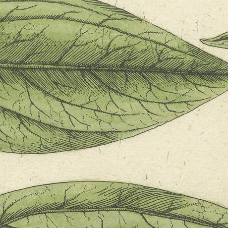 Antique Botanical Print of Chinaroot, close-up 2