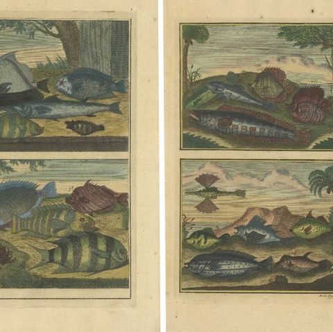 Set of 12 Colored Antique Prints of Various Fishes and Crustaceans, close-up 2