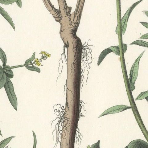 Hand-Colored Botanical Lithograph of Madder and Safflower, 1854, close-up 4