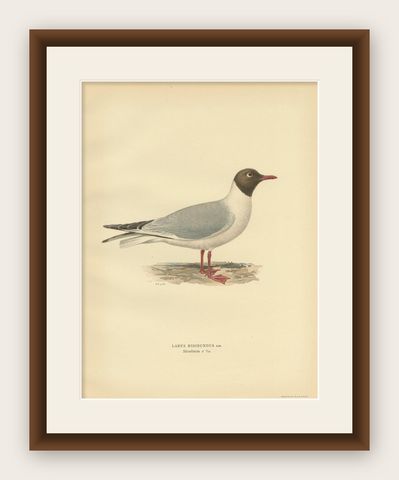 Antique Bird Print of the Black-Headed Gull 'Male' by Von Wright, 1929, shown framed