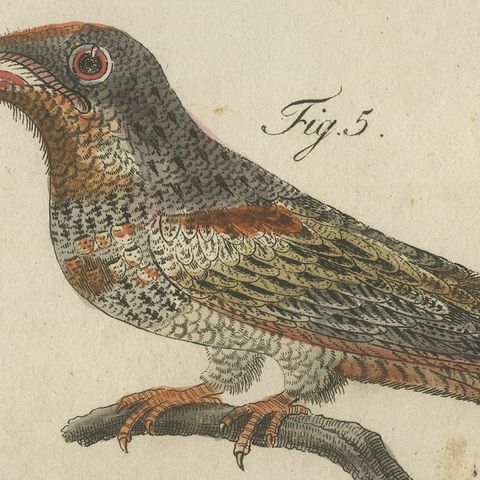 Swallows, Swifts and Nightjar, Antique Bertuch Print, circa 1805, close-up 1