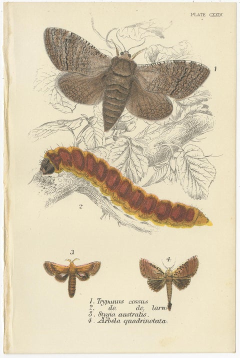 Set of 6 Antique Prints of Various Moths by Lloyd (Circa 1897), view 5