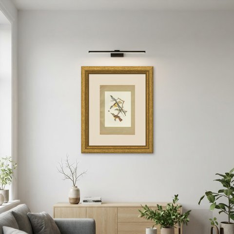 Motmots and Puffbirds, Brazilian Bird Print, Descourtilz, 1944, shown framed on a wall