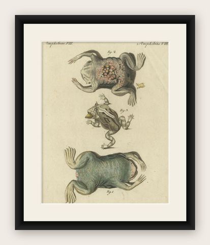 Antique Handcolored Engraving of Frogs and Amphibians, c.1800, shown framed