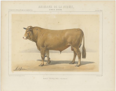 Femeline Bull, French Cattle Breed, Antique Chromolithograph by Borie, 1863, view 2