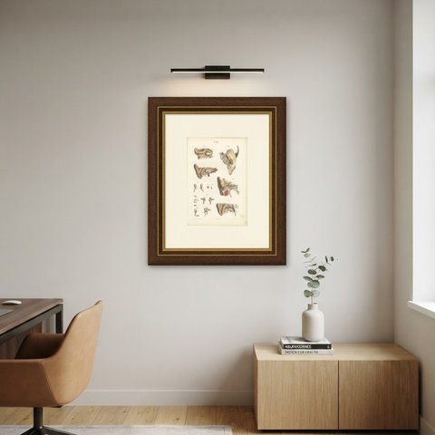 The Middle Ear and the Ossicles, Antique Hirschfeld Anatomy Print, 1866, shown framed on a wall