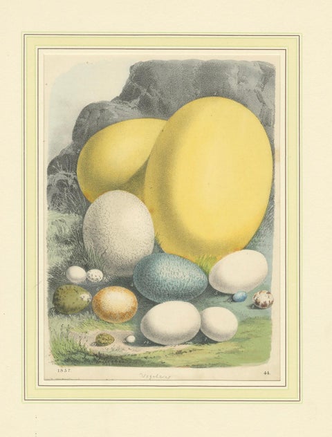 Global Bird Eggs: An 1857 Study of Avian Diversity - Hand-Coloured Lithograph, close-up 5