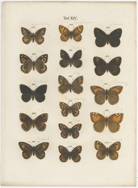 Set of 4 Antique Prints of Various Butterflies and Moths by Ramann, circa 1870, view 2
