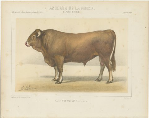 Garonnais Bull, French Cattle Breed, Antique Chromolithograph by Borie, 1863, view 2