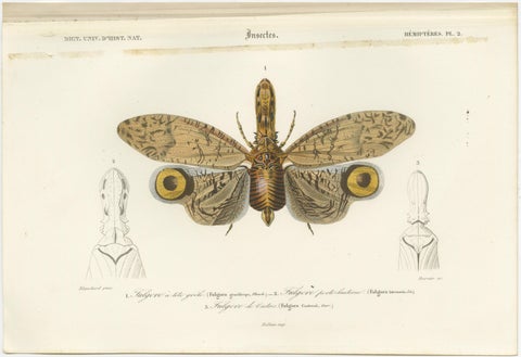 Set of 3 Antique Prints of a Lantern Fly, Cicada and the Eastern Dobsonfly, view 2