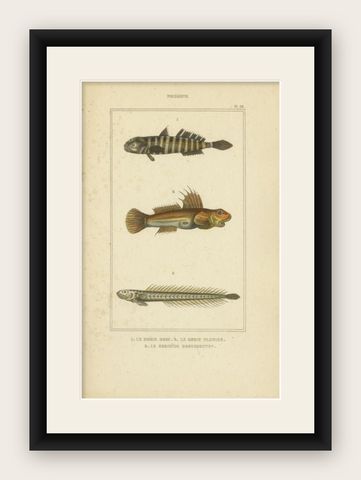 Antique Print of the Naked Goby and Other Fish Species, 1844, shown framed