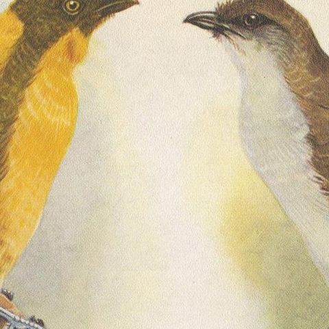 Antique Print of the Newton's Bower-Bird & the Regent Bird, 1950, close-up 1