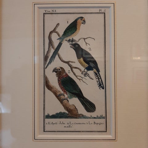 Antique Bird Print of Various Parrot Species by Buffon, 1787, view 3