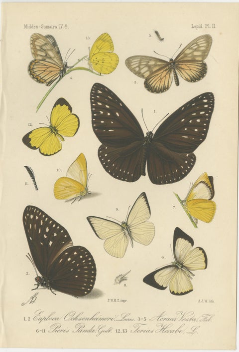 Antique Butterfly Prints (Set of 2), Sumatra Lepidoptera c.1887, view 3