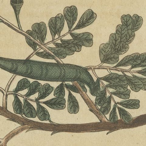 Mahogany Tree and Logwood, Antique Bertuch Print, circa 1805, close-up 3