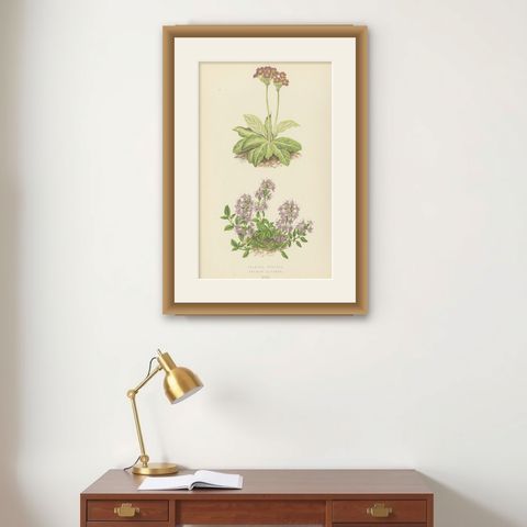 Scottish Primrose and Alpine Thyme hand coloured botanical print 1874, shown framed on a wall