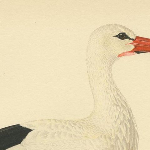 Original Antique Bird Print of the White Stork, '1929', close-up 1