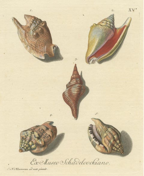 Original Antique Print of Various Seashells by G.W. Knorr, ca.1770, view 3