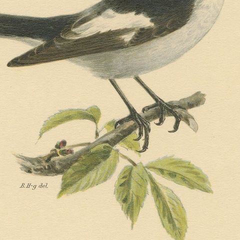 Monochrome Elegance: Bird Print of The Collared Flycatcher by Von Wright, 1927, close-up 4