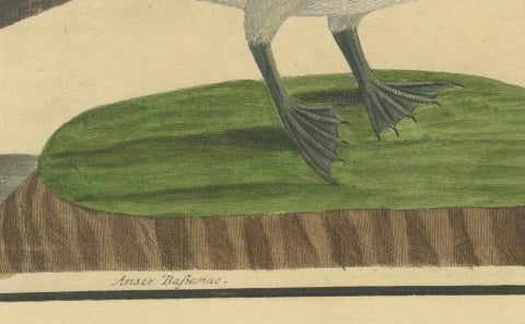 Antique Hand-Colored Engraving of The Island Goose by Eleazar Albin, circa 1730, close-up 4