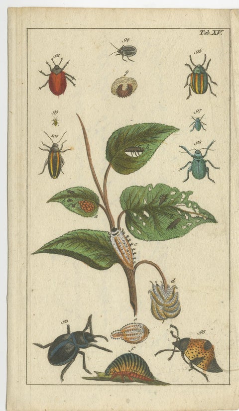 Antique Insect Prints: Small Vibrant Engravings of Bugs, Leaves & Flowers, 1832, view 2