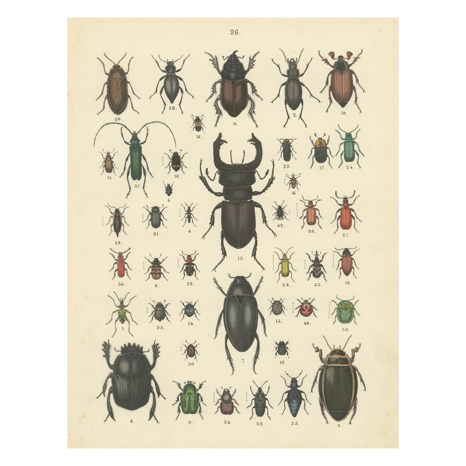 Beetles Print: Stag Beetle, Scarab, Longhorn & Jewel Beetles, Antique 1867