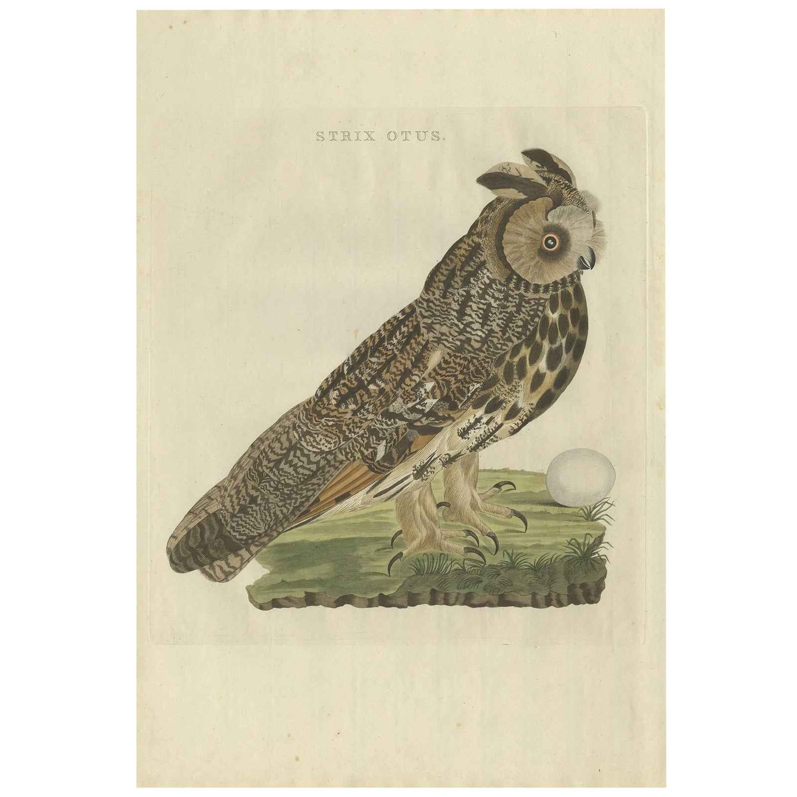 Strix Otus, Antique Long-Eared Owl Print by Nozeman & Sepp, 1809