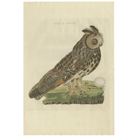 Strix Otus, Antique Long-Eared Owl Print by Nozeman & Sepp, 1809