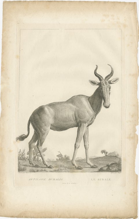 1808 Engraving of Antelope Bubalis by S.C. Miger: Detailed Zoological Study, view 2