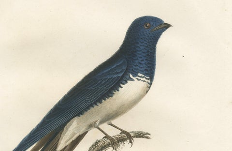 Large Antique Bird Print of a White Bellied Caribbean Martin, circa 1807, close-up 1