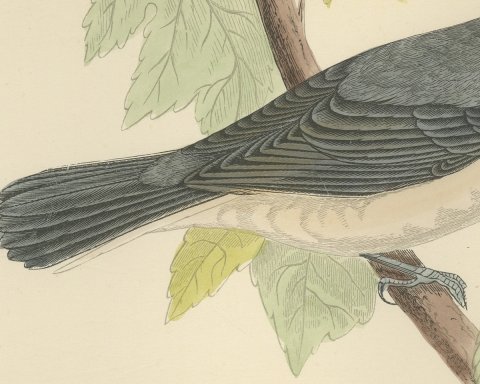 Orphean Warbler with Black Hood, Antique Hand Colored Morris Plate, 1896, close-up 2