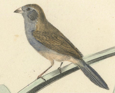 Ornithological Splendor: The Senegal Firefinch and Bengalese Finch Birds, 1837, close-up 4