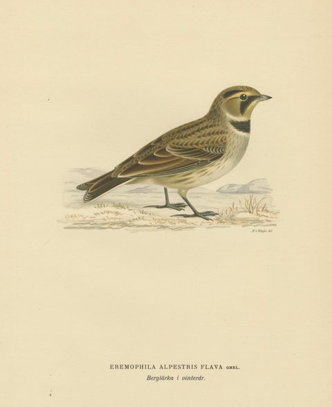 Minimalist Nordic Bird Lithograph Pair, Scandinavian Natural History, 1929, close-up 4