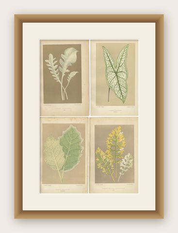Vintage Botanical Elegance: A Study of Leaves and Patterns, Published in 1880, shown framed