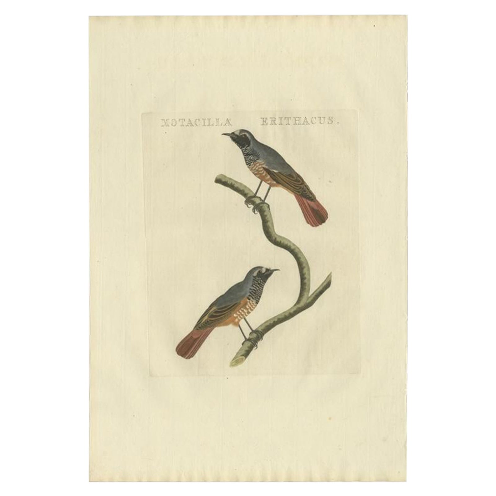 Motacilla Erithacus, Antique Common Redstart Print by Nozeman & Sepp, 1809